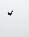 Bald Eagle 6072